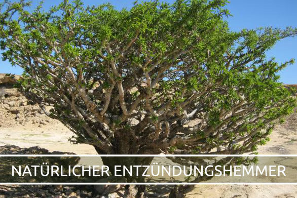 Weihrauch: Wirkstoff und Einsatzgebiete