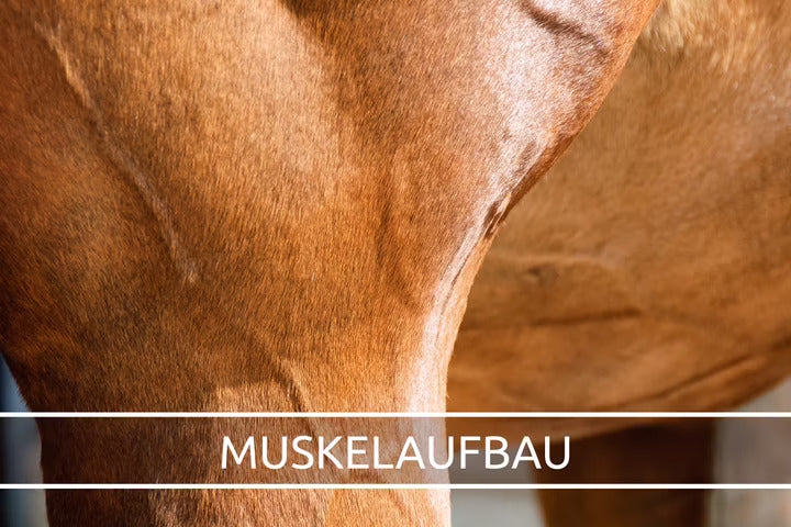 Infos zum Muskelaufbau und Aminosäuren